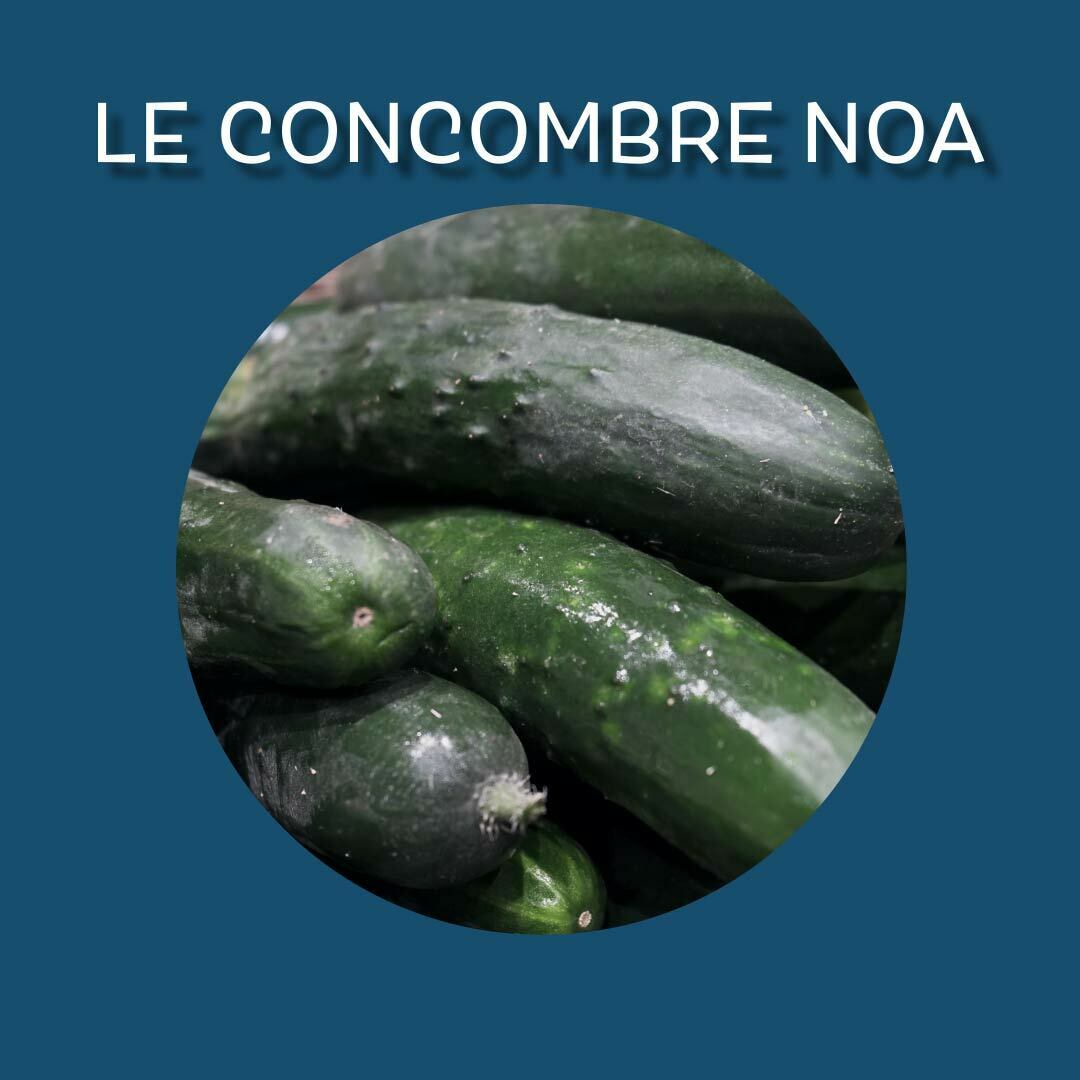 Le concombre Noa, tout ce qu'il faut savoir - Mon Marché